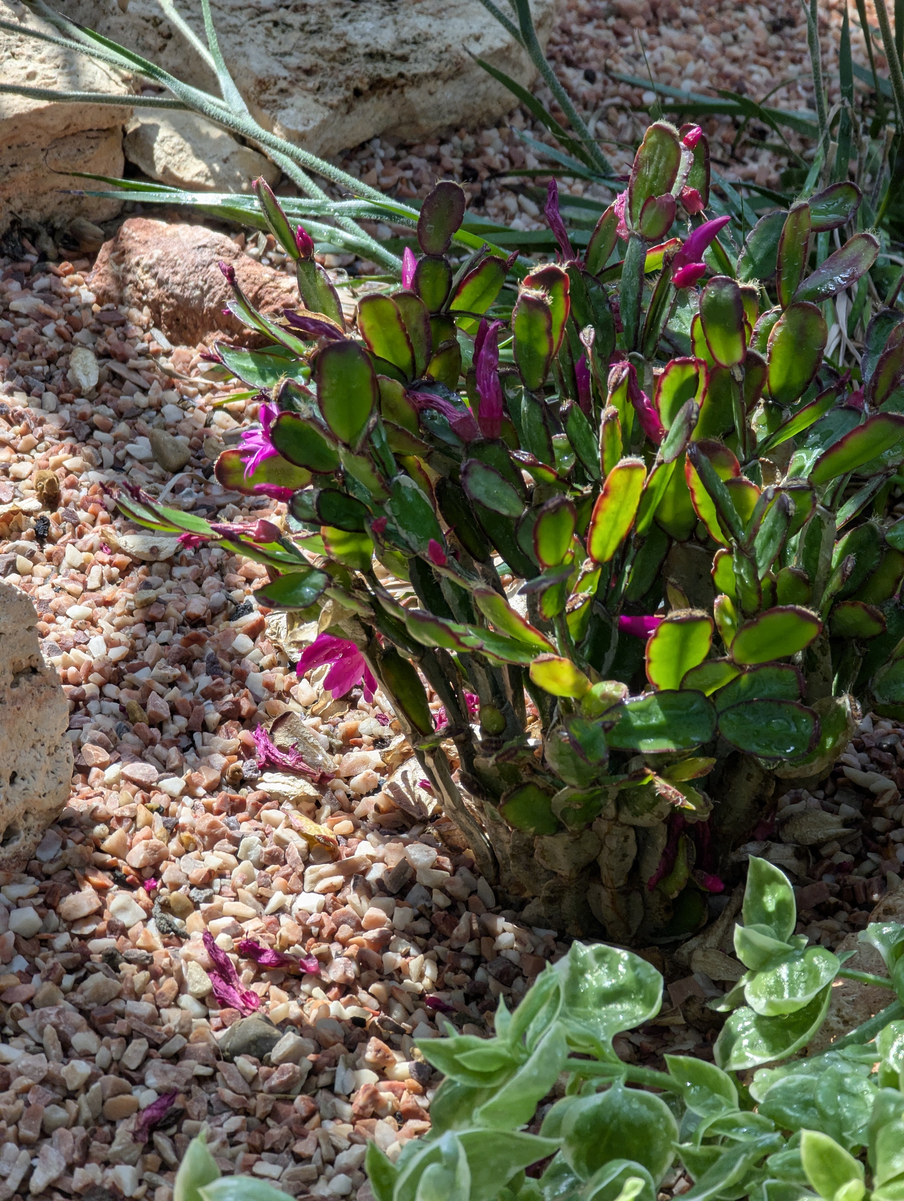 Birthday Trip to Canada, Edmonton, Pyramids, Muttart Observatory